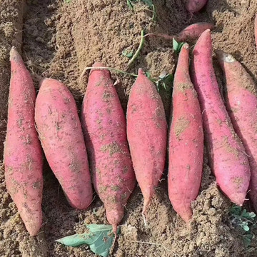 六鰲蜜薯 產地直供，優質食用農產品批發與一件代發指南